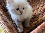 Arlo - Siberian Cat For Sale - North Port, FL, US