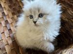 Alma - Siberian Cat For Sale - North Port, FL, US