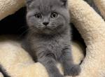 Dash - British Shorthair Cat For Sale - Battle Ground, WA, US