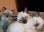 Siamese Kittens - Siamese Kitten For Sale - Worcester, MA, US