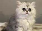 Angels Pride Sebastian - Persian Cat For Sale - Nashville, TN, US