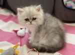 Angels Pride Aspen - Persian Cat For Sale - Nashville, TN, US