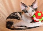 Tilda - Devon Rex Cat For Sale - Brooklyn, NY, US