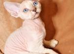 Tim - Devon Rex Cat For Sale - Brooklyn, NY, US