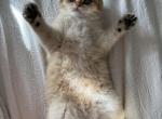 Exo - Scottish Fold Cat For Sale - Houston, TX, US