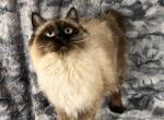 Ragdoll Bobtail - Ragdoll Cat For Sale - Newport, WA, US