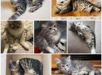 Siberian kittens - Siberian Cat For Sale - Rosemount, MN, US