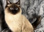 Seal Point Ragdoll - Ragdoll Cat For Sale - Newport, WA, US