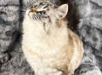Lynx Point Ragdoll Female - Ragdoll Cat For Sale - 