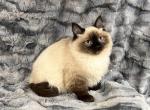 Ragdoll Male - Ragdoll Cat For Sale - Newport, WA, US