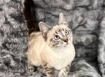 Lynx Point Siamese male - Siamese Cat For Sale - Newport, WA, US