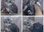 Mainecoon females - Maine Coon Cat For Sale - Monroe, MI, US