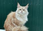 Magic - Maine Coon Cat For Sale - New York, NY, US