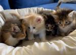 Purradise West Coast Litter 5 - Maine Coon Cat For Sale - OH, US