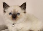 Taco & Toast Male Ragdolls - Ragdoll Cat For Sale - Attica, MI, US