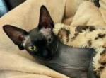 Fani - Sphynx Cat For Sale/Retired Breeding - Mundelein, IL, US