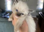 Tica seal mitted male purple collar - Ragdoll Cat For Sale - Butler, PA, US