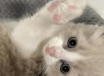 Emma - Ragdoll Cat For Sale - Ocala, FL, US