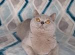 Scottish strait lilac - Scottish Straight Cat For Sale - Sacramento, CA, US