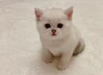 Sugar - British Shorthair Cat For Sale - Portland, OR, US