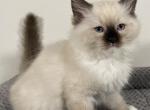 Luke - Ragdoll Cat For Sale - Ocala, FL, US