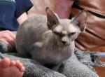 TICA Nita - Sphynx Cat For Sale - Rockford, IL, US