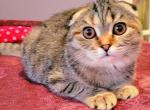 Willow - Scottish Fold Cat For Sale - New York, NY, US