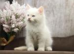 Kaspar CFA certified - Siberian Cat For Sale - Ashburn, VA, US
