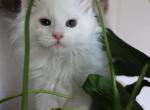 Snow White - Maine Coon Cat For Sale - Susanville, CA, US