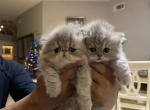 Messi Blue Golden - Persian Cat For Sale - 