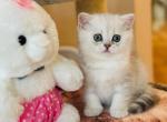 Nugget - Scottish Straight Cat For Sale - MD, US