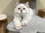 Ivan - Scottish Straight Cat For Sale - Vancouver, WA, US