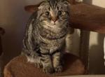 Mimi - Scottish Fold Cat For Sale - Brooklyn, NY, US