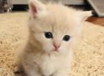 Marky - Munchkin Cat For Sale - Denver, CO, US