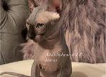 Elka - Sphynx Cat For Sale - Columbus, OH, US