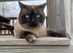 Scottish Straight Male Zeus - Scottish Straight Cat For Sale - Driftwood, TX, US