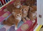 Tutti 2 - Maine Coon Cat For Sale - Manchester Township, NJ, US