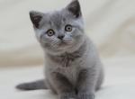 Seer - British Shorthair Cat For Sale - Miami, FL, US