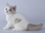 Nafesha - British Shorthair Cat For Sale - Miami, FL, US