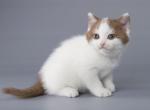 Prazdna - British Shorthair Cat For Sale - Miami, FL, US