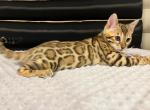 Tiffany - Bengal Cat For Sale - Miami, FL, US