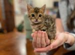 Mini - Bengal Cat For Sale - Wauseon, OH, US