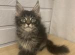 Eva - Maine Coon Cat For Sale - NY, US