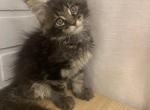 Teddy - Maine Coon Cat For Sale - NY, US