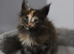 Fortuna - Maine Coon Cat For Sale - NY, US