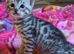 Gorgeous Bengal kittens - Bengal Cat For Sale - Norwalk, OH, US