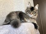 Hummer - Maine Coon Cat For Sale - Hollywood, FL, US