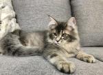 Honda - Maine Coon Cat For Sale - Hollywood, FL, US