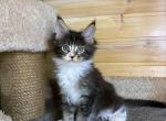 Surt Polidact - Maine Coon Cat For Sale - Hollywood, FL, US