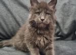 Nagir - Maine Coon Cat For Sale - Hollywood, FL, US